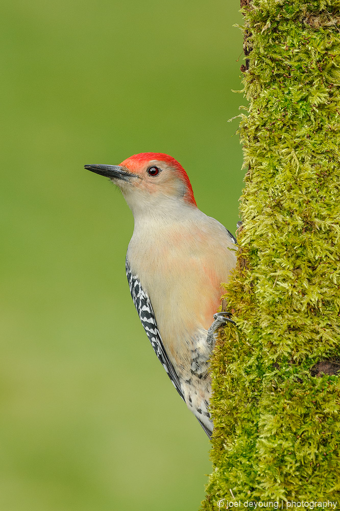 Red-bellied Woodpecker