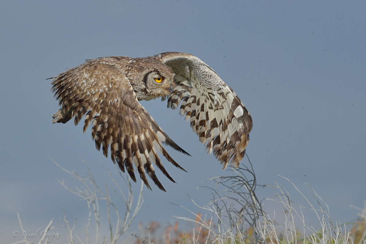 Spotted Eagle Owl