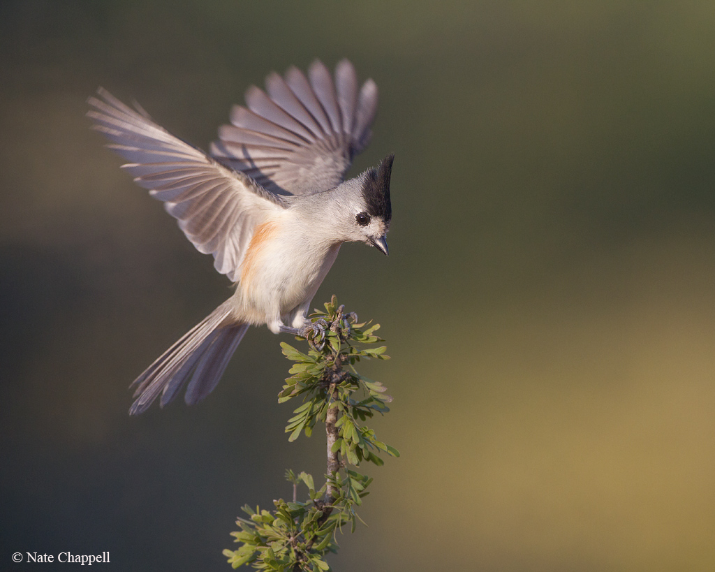 Black-crested Titmouse