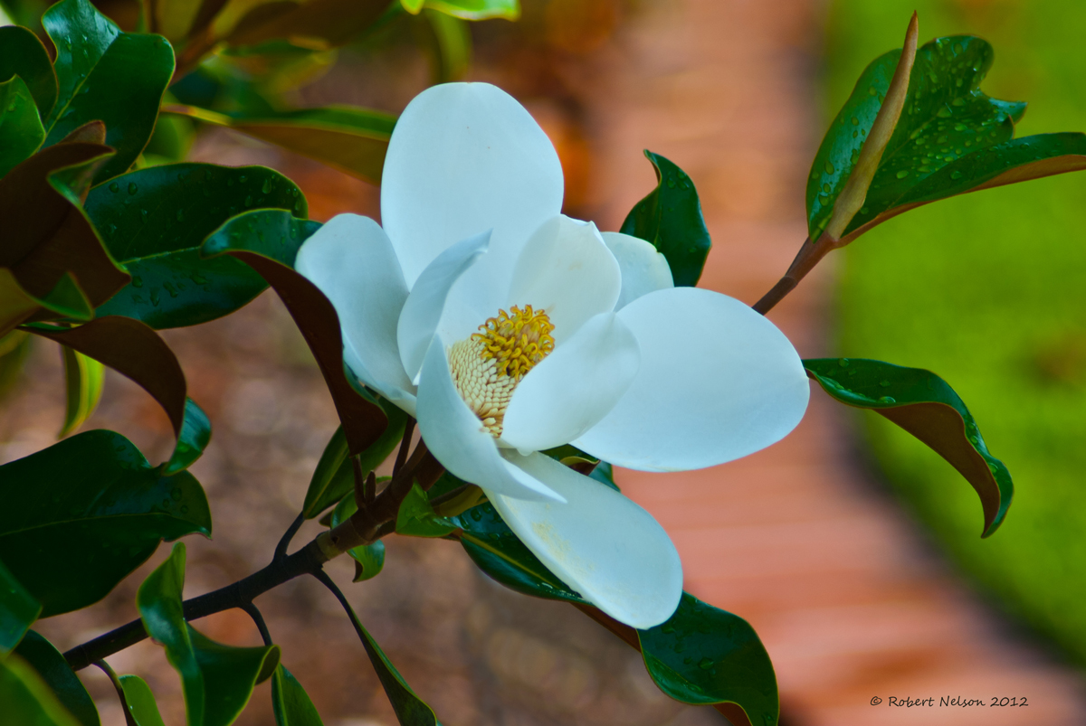 May Magnolia 7