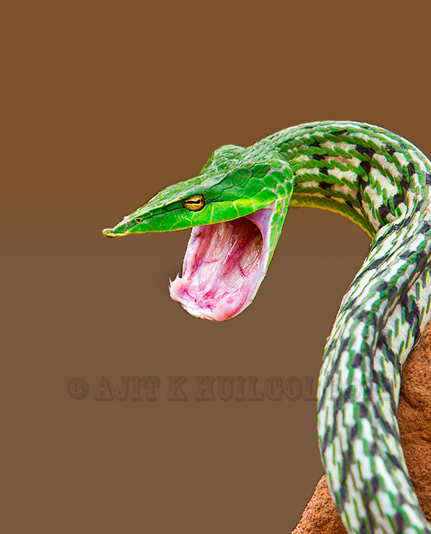 Green vine snake