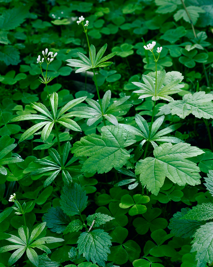 Woodruff and shamrock