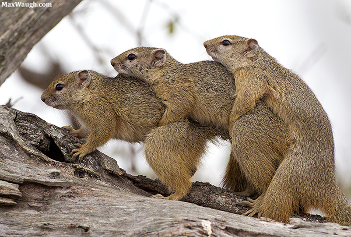 Smith's Bush Squirrels