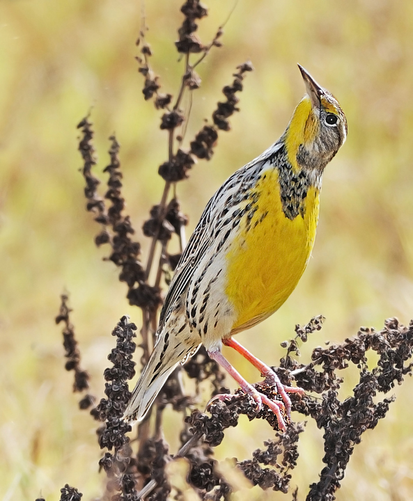 Western Meadowlark