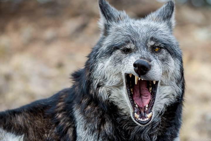 Wolf