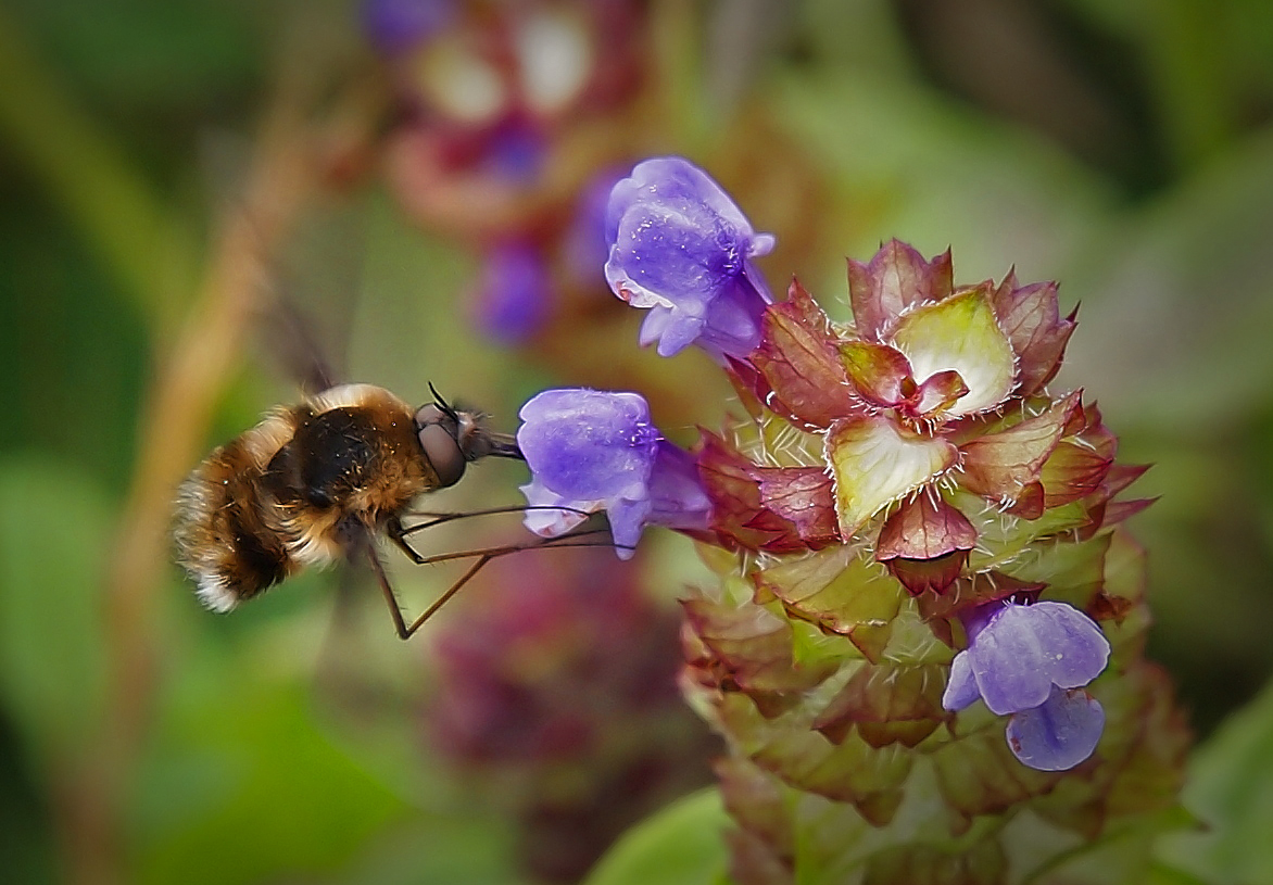 Large Bee Fly