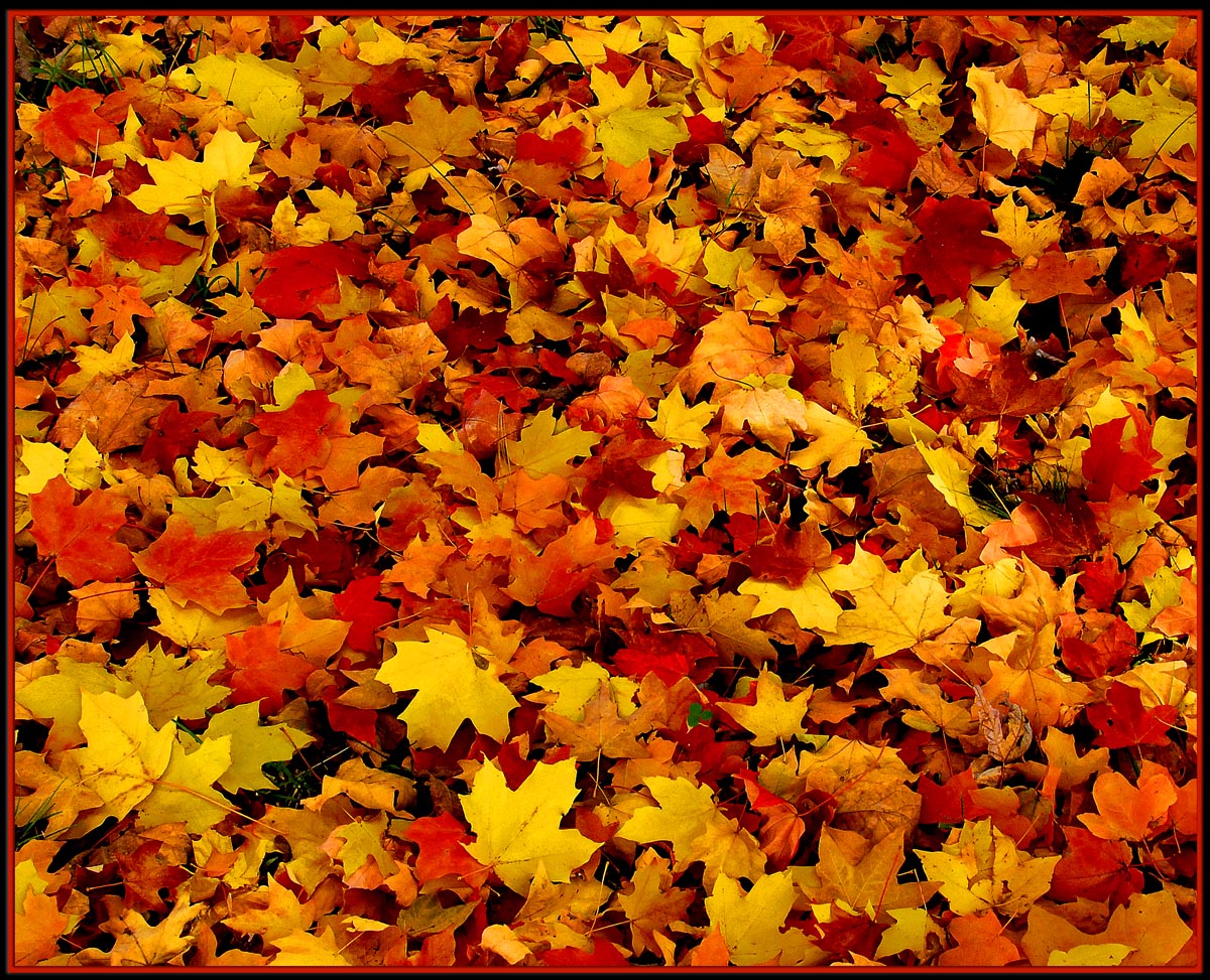Autumn Tapestry