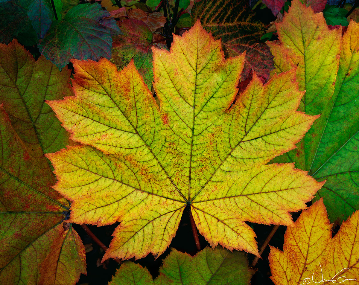 Autumn Leaf