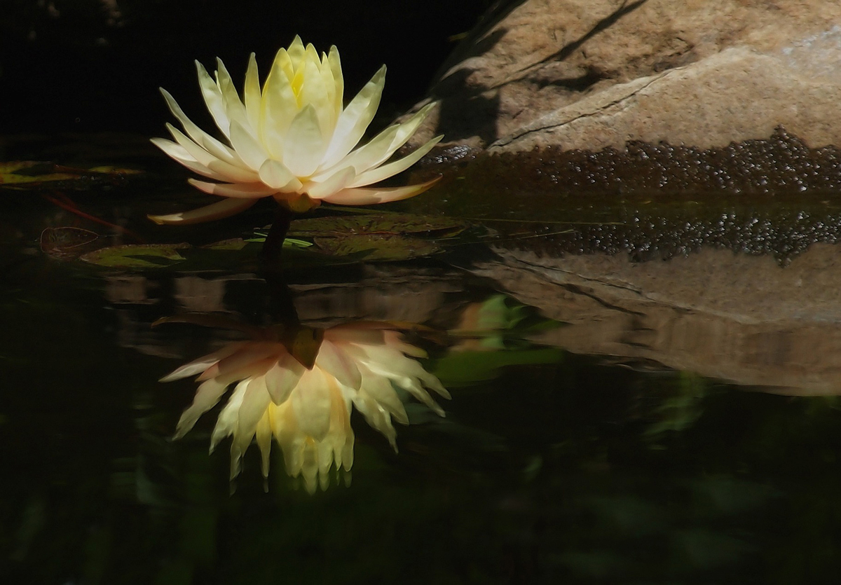 (REPOST) "Reflection"