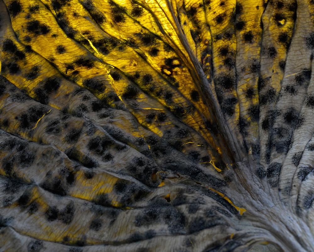 Hosta Leaf Masterwork