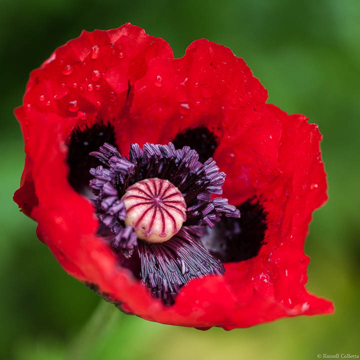 Peppermint Poppy