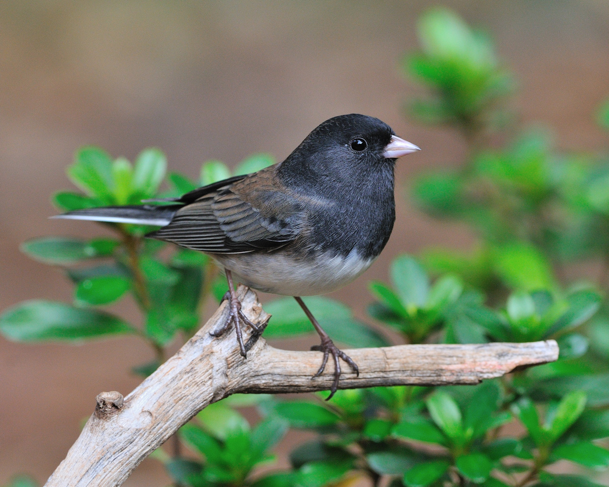 Dark Eyed Junco