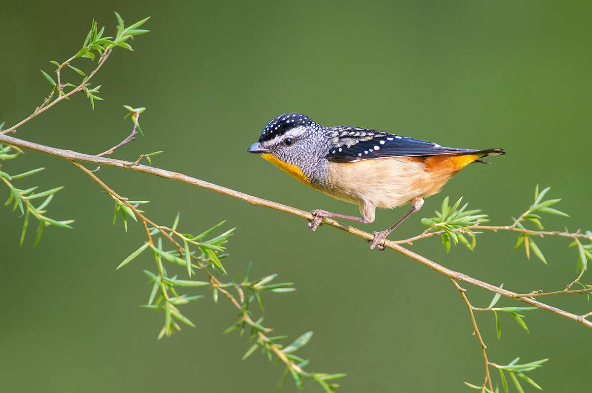 Spotted Pardalote