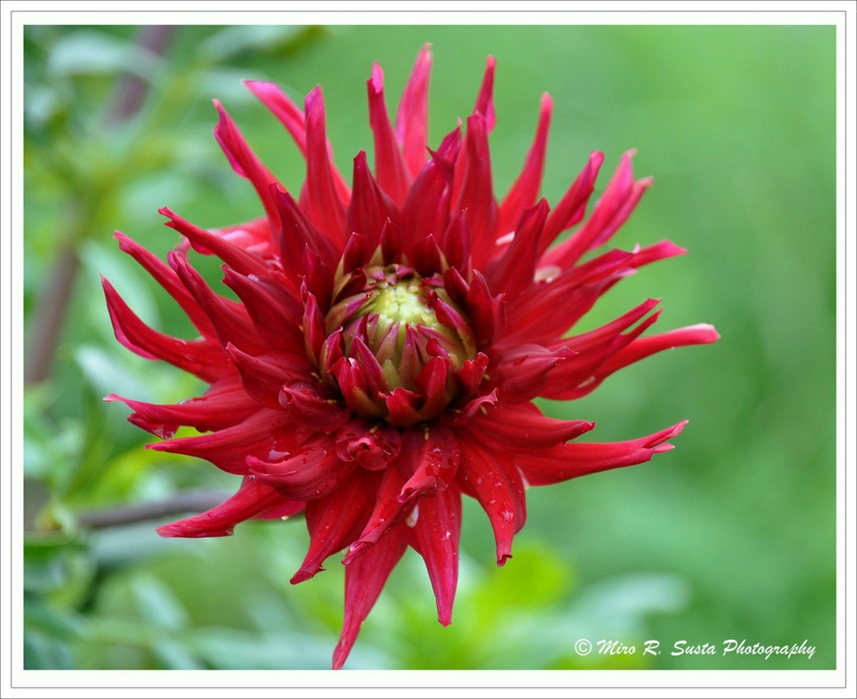 Red Dahlia