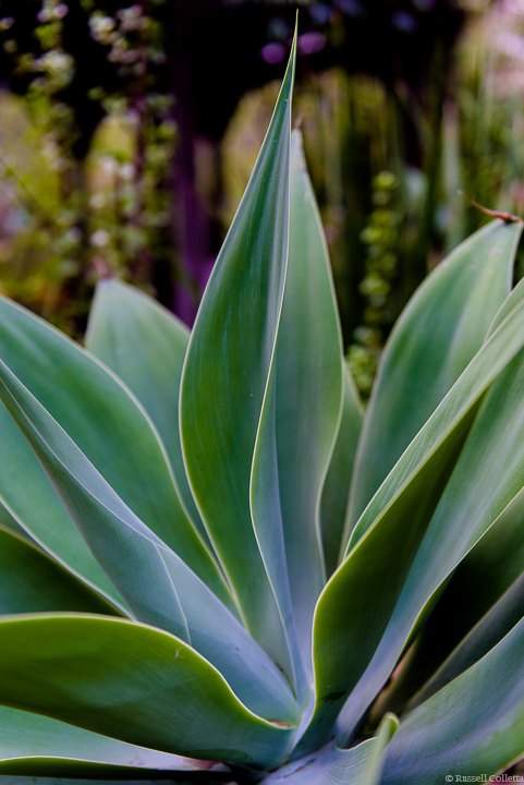 Succulent