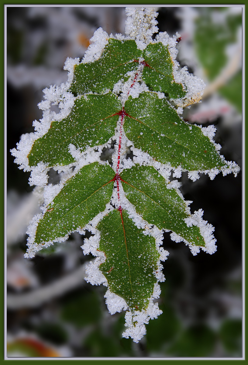 WC #559 - Frost