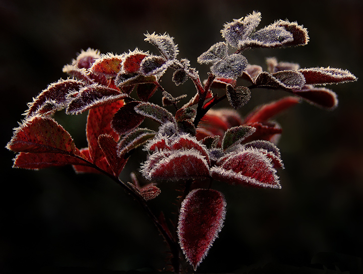 Morning Frost