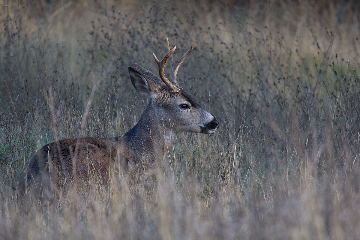 A Buck's Tale #2