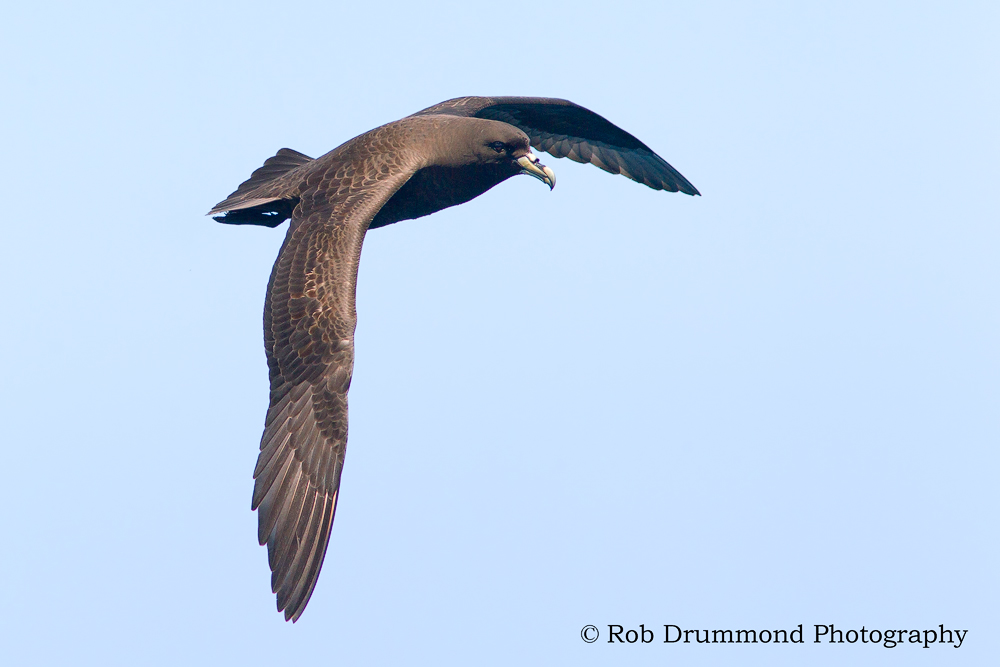 White-chinned Petrel