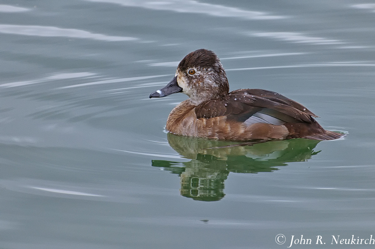 Ring-neck Duck