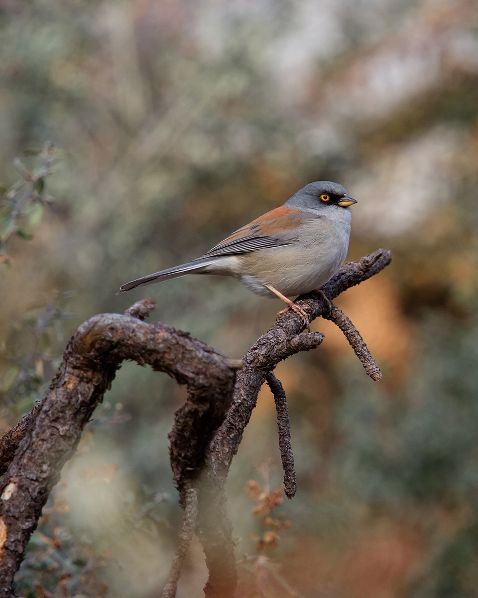 Yellow Eyed Junco