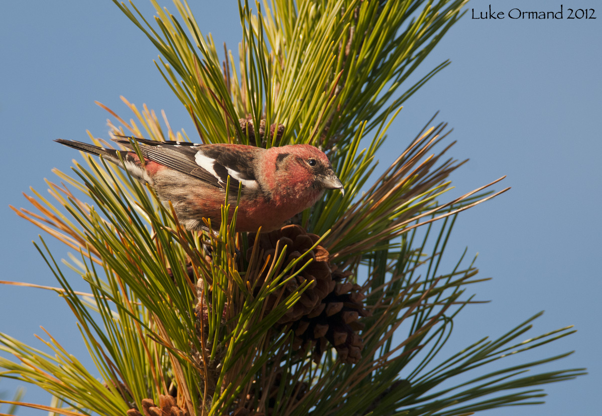 White-winged Crossbill