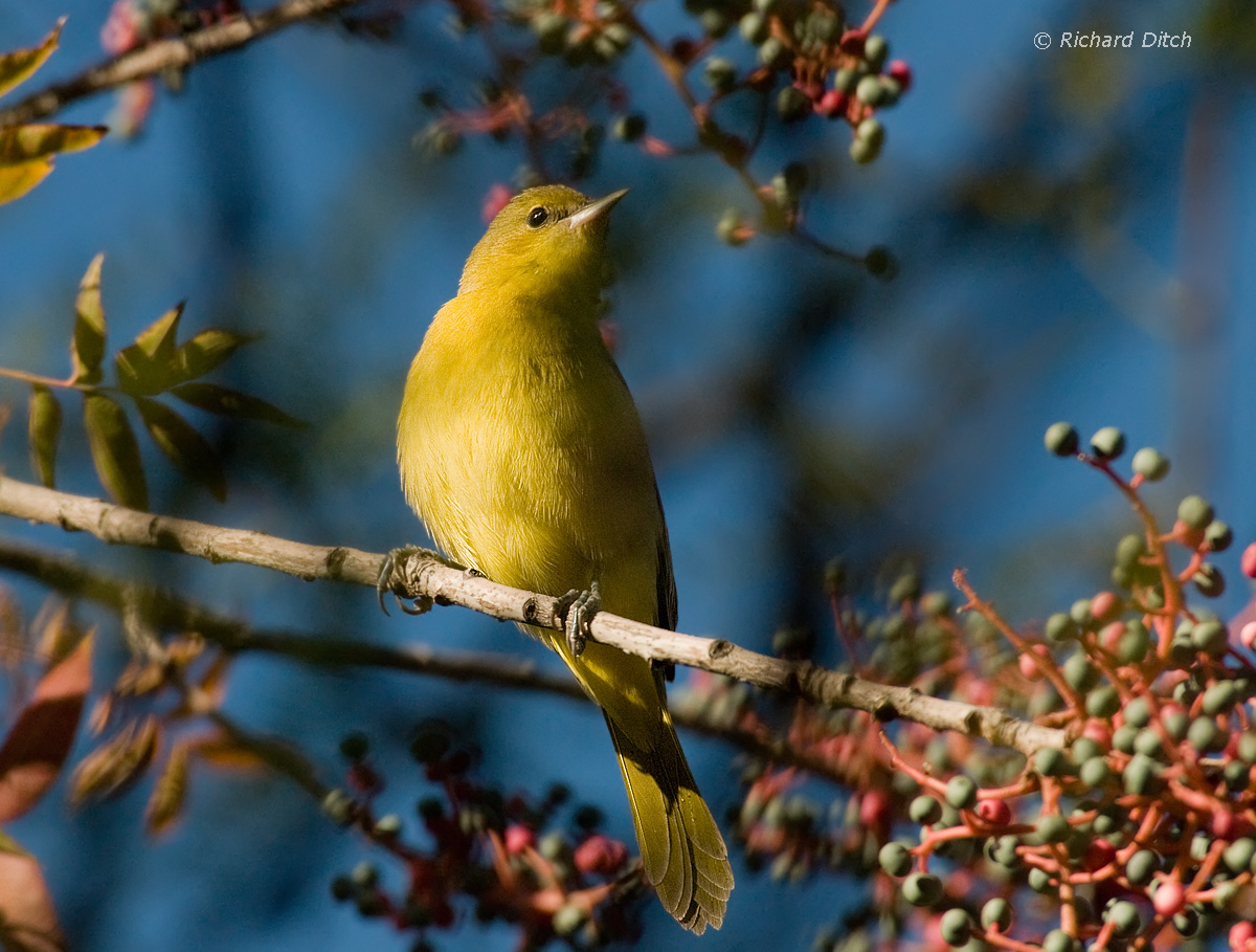 Orchard Oriole
