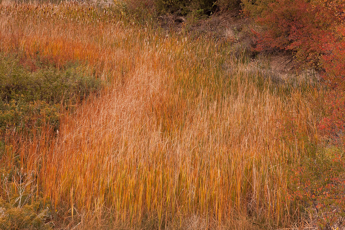More Fall Color