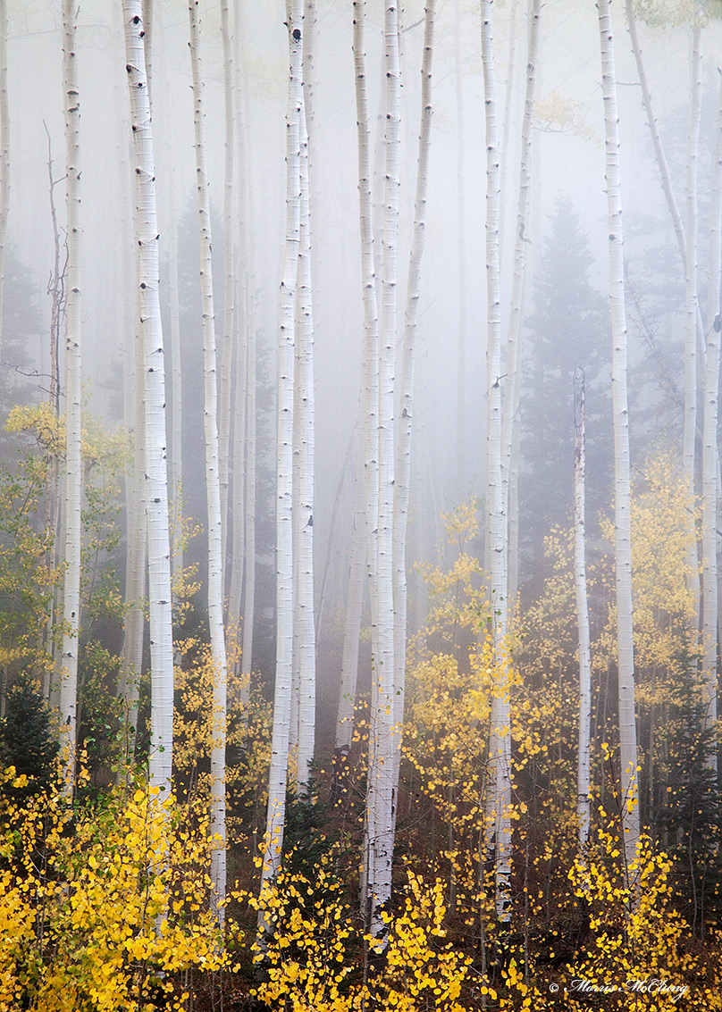 Apparitions I