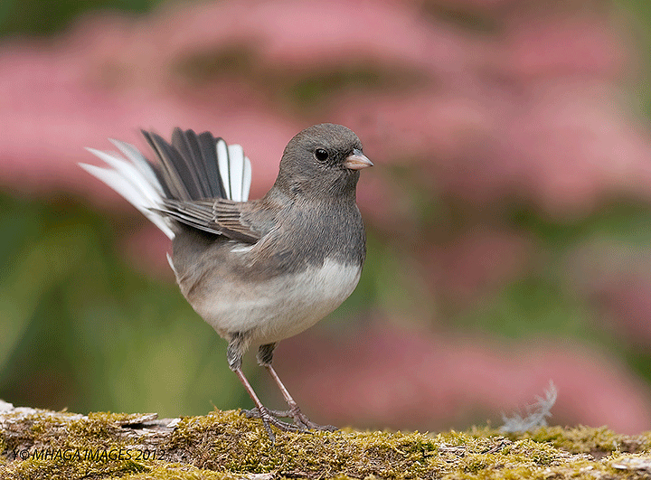 Dark-eyed Junco