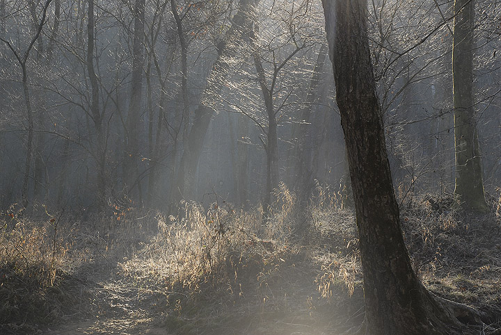 Into the Light