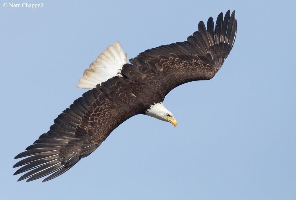 Bald Eagle Diving