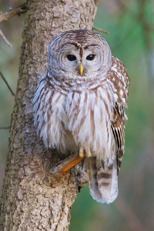 Barred Owl