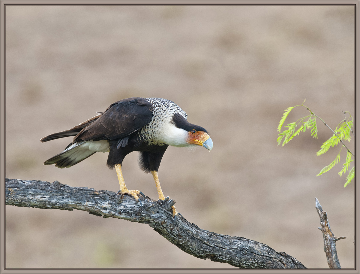Crested Caracara