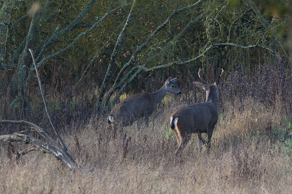 A Buck's Tale #4