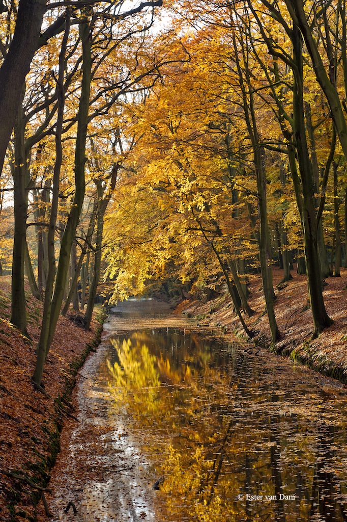 Autumn in Holland