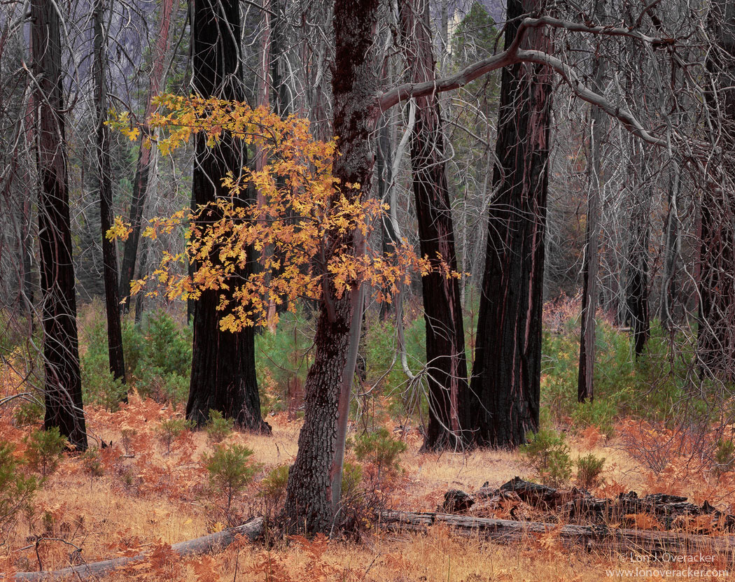 Yosemite Moments#4+orig
