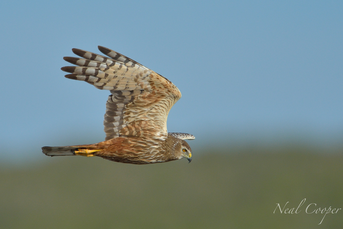 African Marsh Harrier