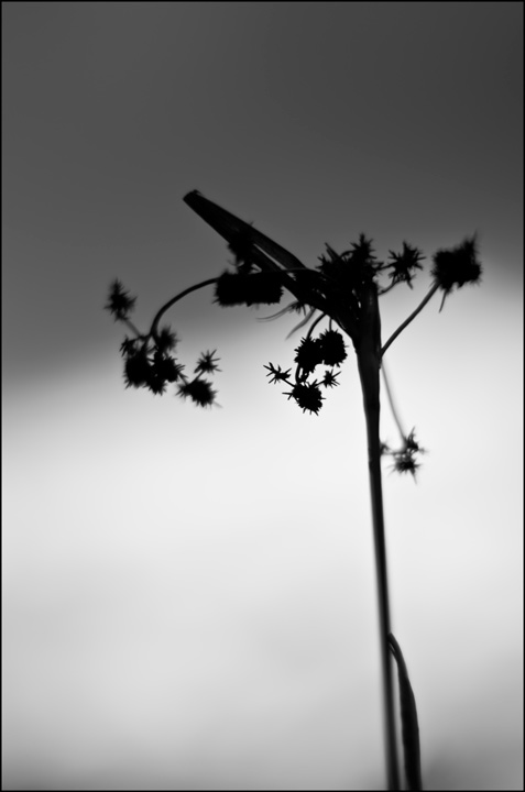 switchgrass