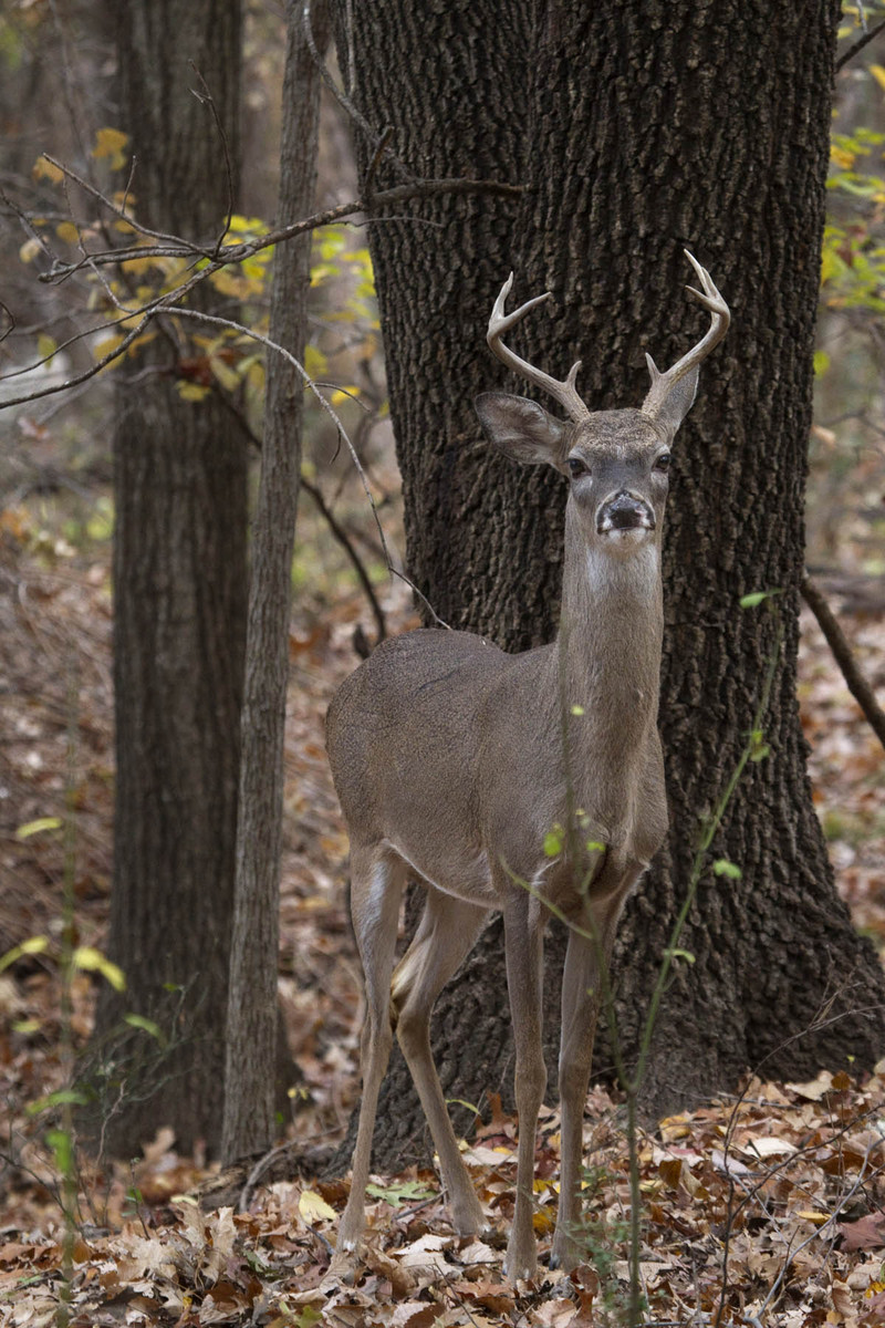 Curious Eight Pointer