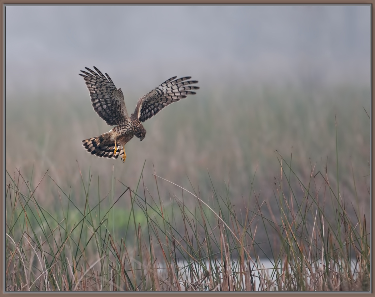 Hunting Harrier
