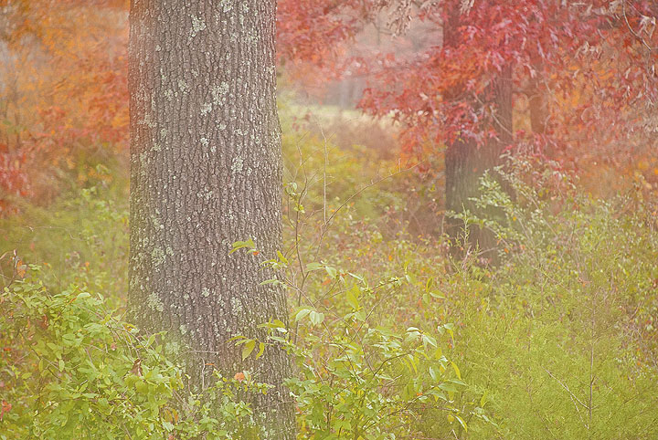 Fall...Into Fall