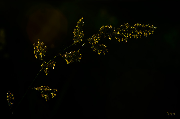 lighght