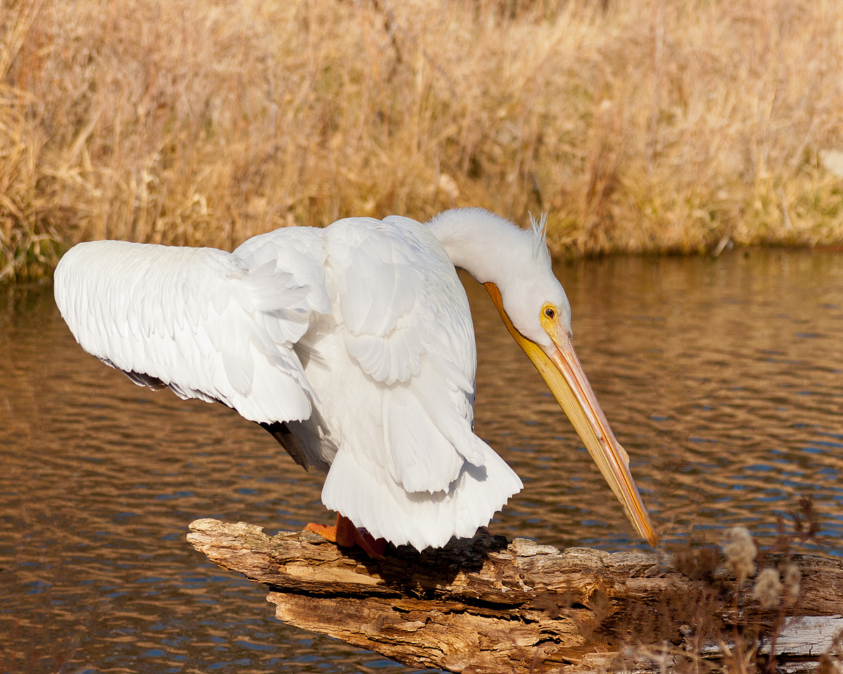 White Pelican 