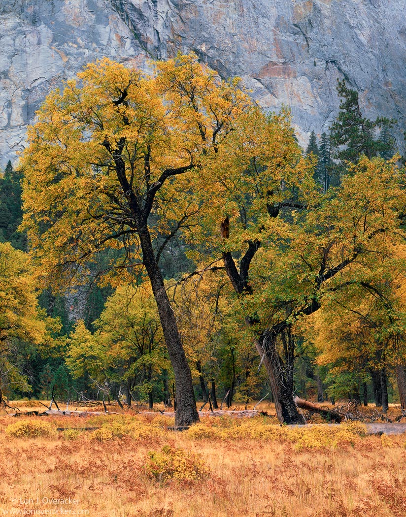 Yosemite Moments #5