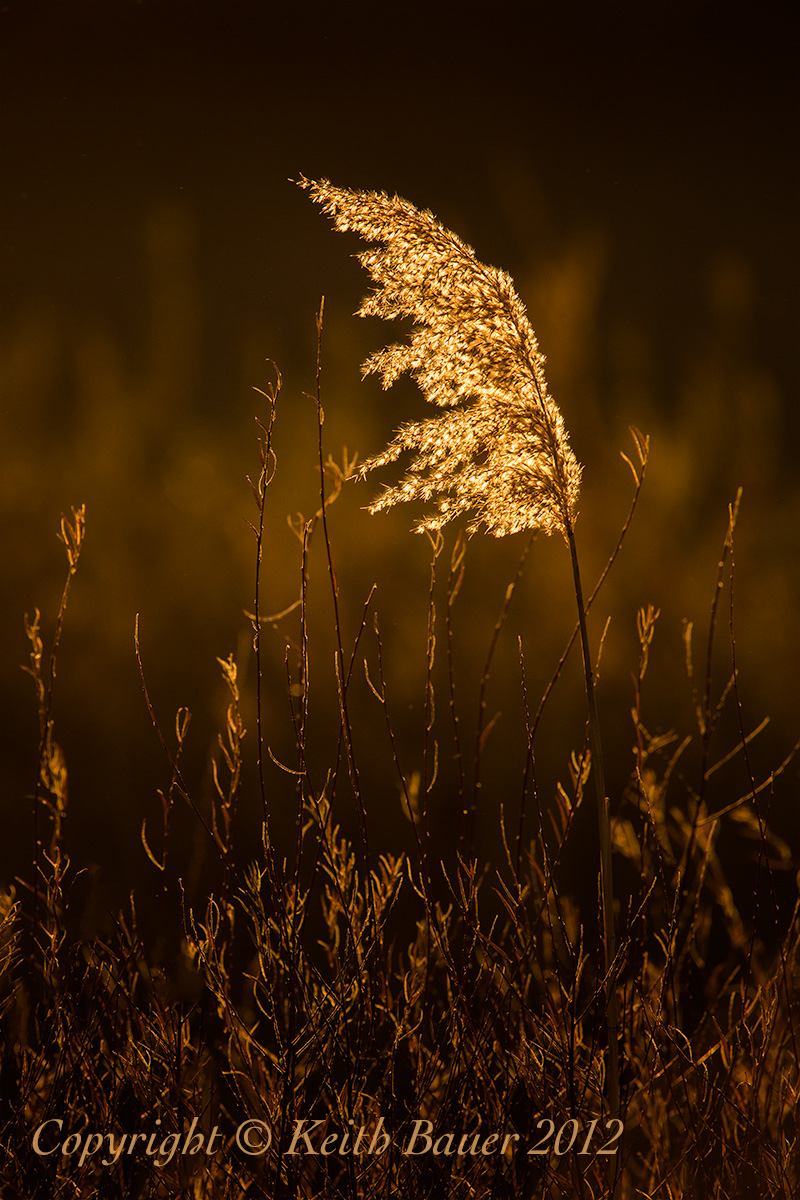 Phragmites