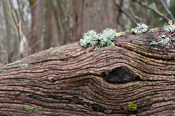 The forest has eyes