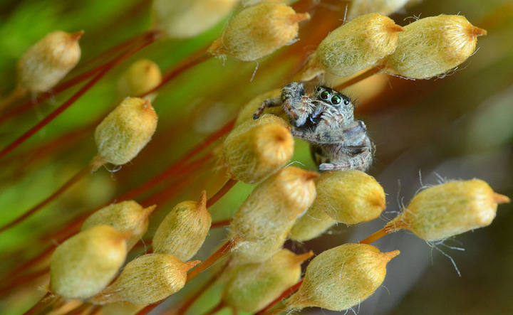 Jumping Spider