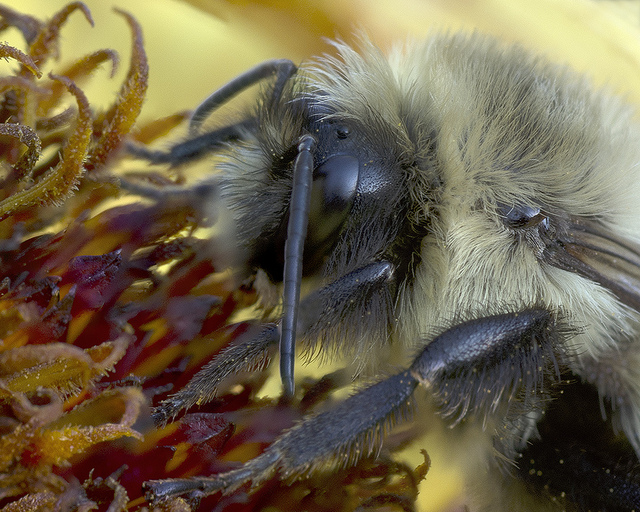 bumblebee close up