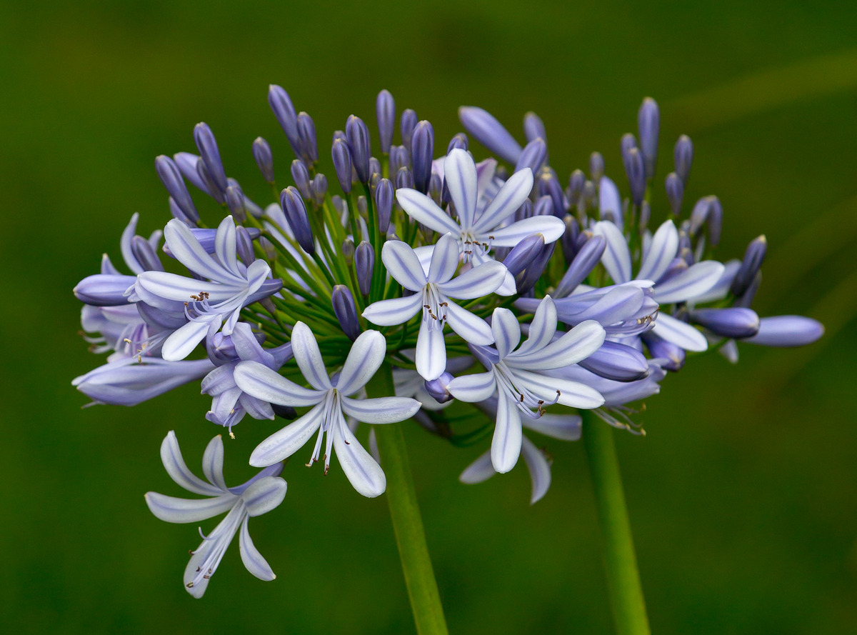 Agapanthus from Brasil/Repost